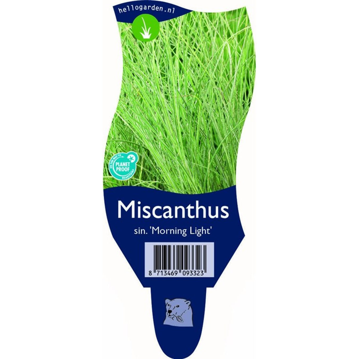 Glansmiskantus – Miscanthus sinensis 'Morning Light' - P11